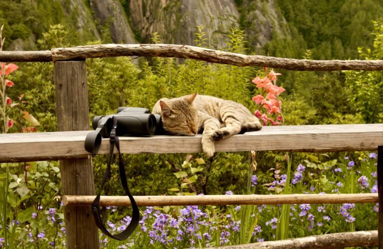 Image of a cat sleeping on a bench on the way to Image of Paro Taktshang