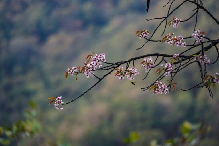 Peach Blossom
